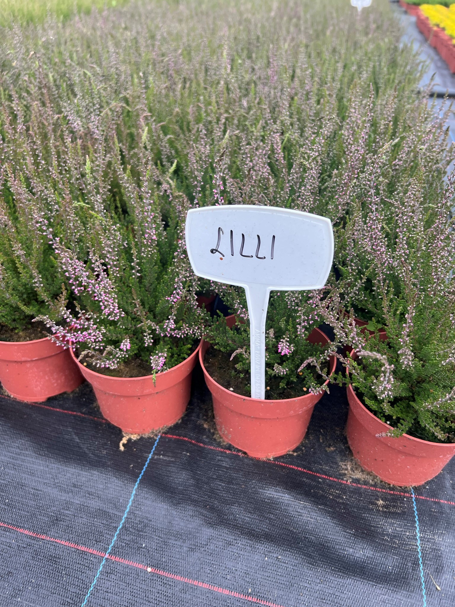 توت بري كبيرشتلات هيذر