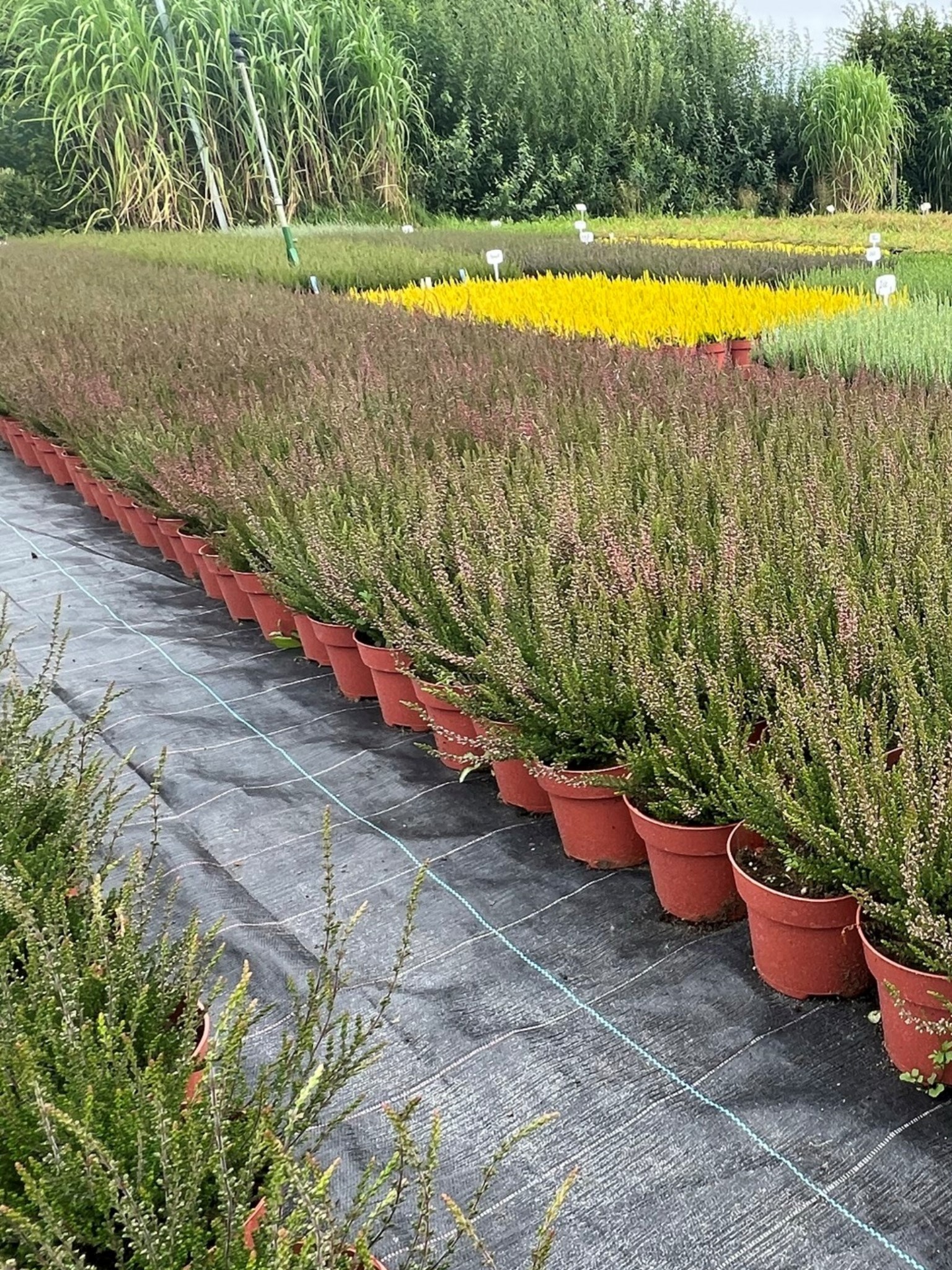 توت بري كبيرشتلات هيذر