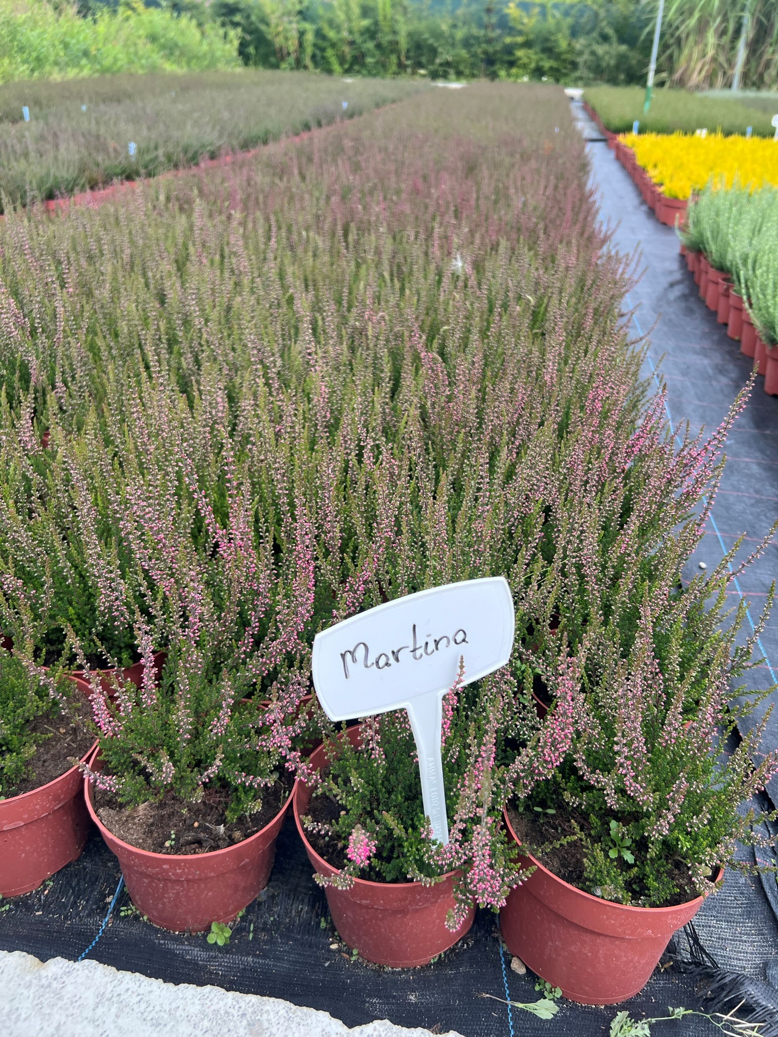 توت بري كبيرشتلات هيذر